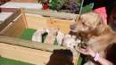 Foto Splendidi Golden retriever linea Angloamericana