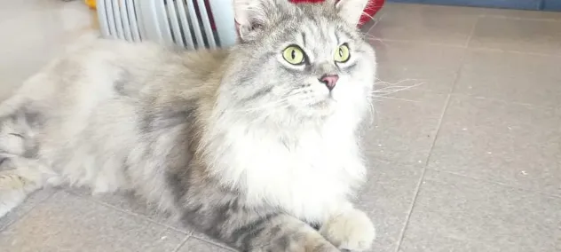 Foto Splendido siberiano cerca una casa per la vita