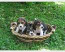 Foto Stupendi cuccioli beagle