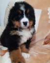 Foto stupendi cuccioli di Bovaro del Bernese