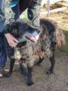 Foto TABOO, cresciuto in canile: cane in adozione.