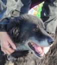Foto TABOO, cresciuto in canile: cane in adozione.