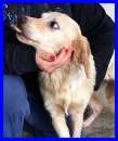 Foto TALLERO , SPLENDIDO  MIX GOLDEN SOLO IN CANILE CERCA CASA