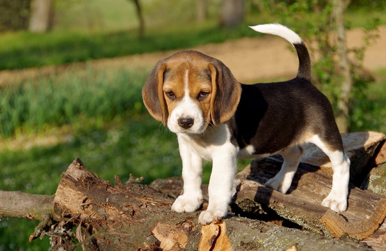 Foto tenerissimi cuccioli di beagle