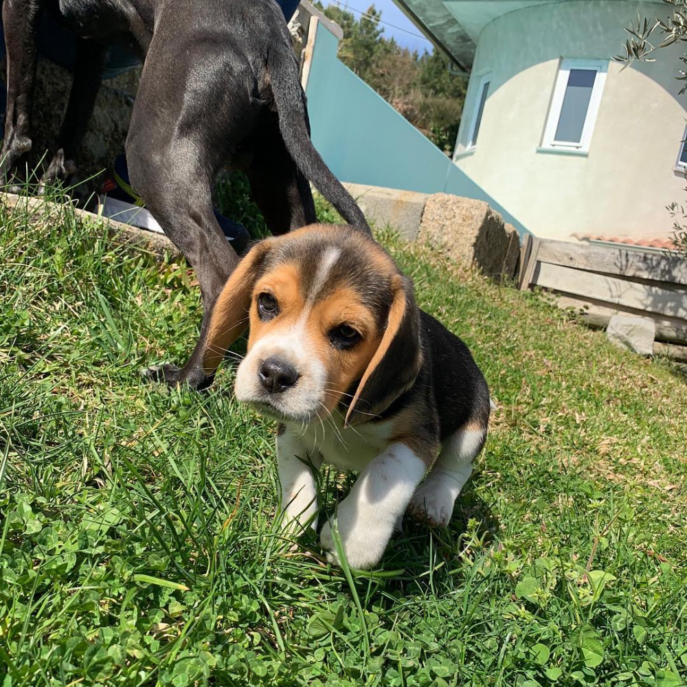 Foto tenerissimi cuccioli di beagle in regalo