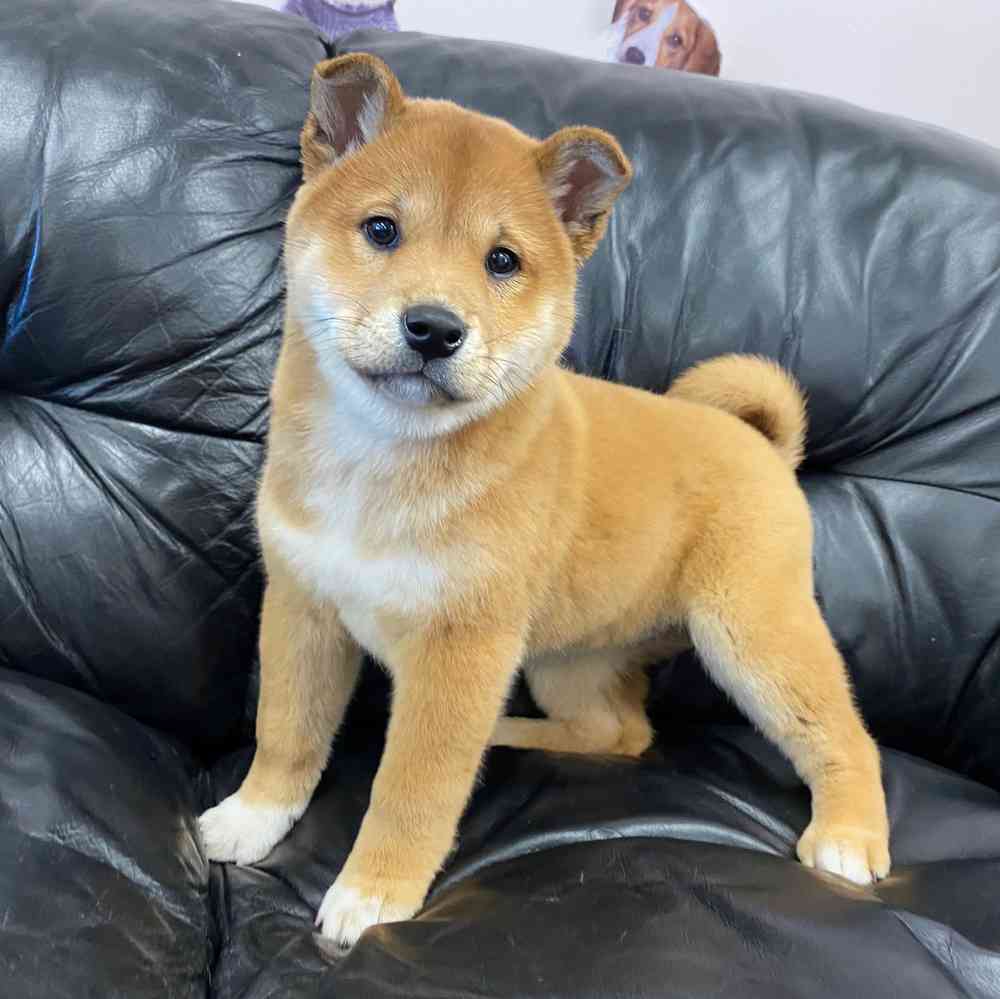 Foto tenerissimi cuccioli di shiba inu disponibili in regalo