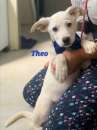 Foto THEO aspetta il tuo Amore! Adottalo.