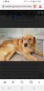Foto THOR, 7 anni, bello, buono, tranquillo
