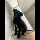 Foto TIMIDO E TENERISSIMO DEVIL GIOVANE CAGNOLINO IN ADOZIONE