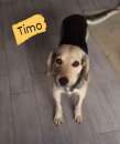 Foto Timo tenero cagnolino simil beagle