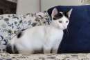 Foto Tobia gattino