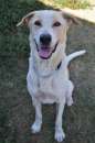 Foto Toby cane un po timoroso, adozione responsabile