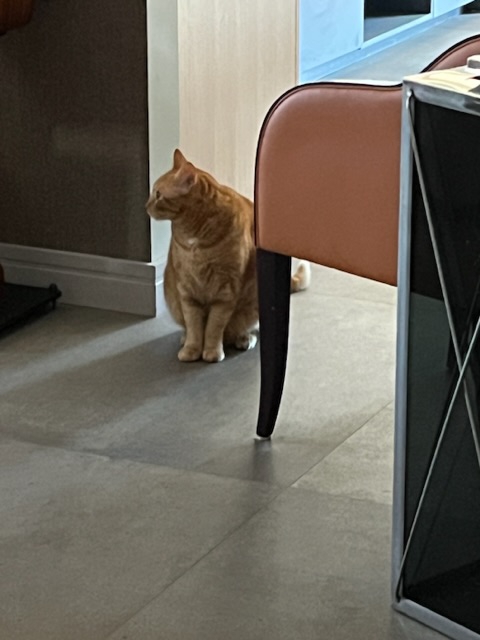 Foto Tom gatto soriano rosso arancio