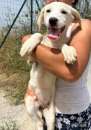 Foto TOPAZIO cucciolo simil Labrador in canile