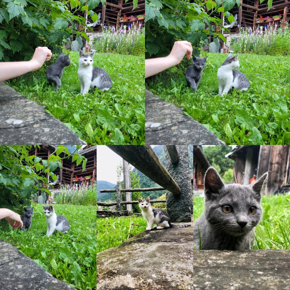 Foto Tre gattini trovatelli di 3 mesi
