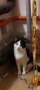 Foto TRISTANO E ISOTTA GATTINI 6 MESI CERCANO ADOZIONE