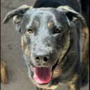 Foto TRONKY AFFETTUOSO E GIOIOSO CANE IN ADOZIONE