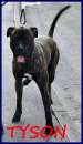 Foto TYSON MIX PITBULL-AMSTAFF 2 ANNI, MUORE LA SUA MAMMA UMANA ED I PARENTI NON LO VOGLIONO