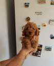 Foto Ultimo cagnolino di barboncino toy albicocca