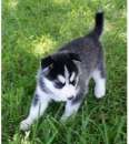 Foto Ultimo Rarissimo Siberian Husky Cucciolino