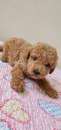 Foto Ultimo red toy di barboncino italiano con microchip