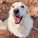 Foto Un'adozione del Cuore per il dolcissimo Leon!