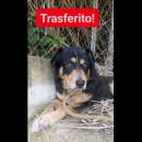 Foto UN'OCCASIONE ANCHE PER GATSBY  CAGNOLINO IN ADOZIONE