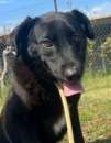 Foto UN' OPPORTUNIT  PER DONNA: CAGNOLINA IN ADOZIONE