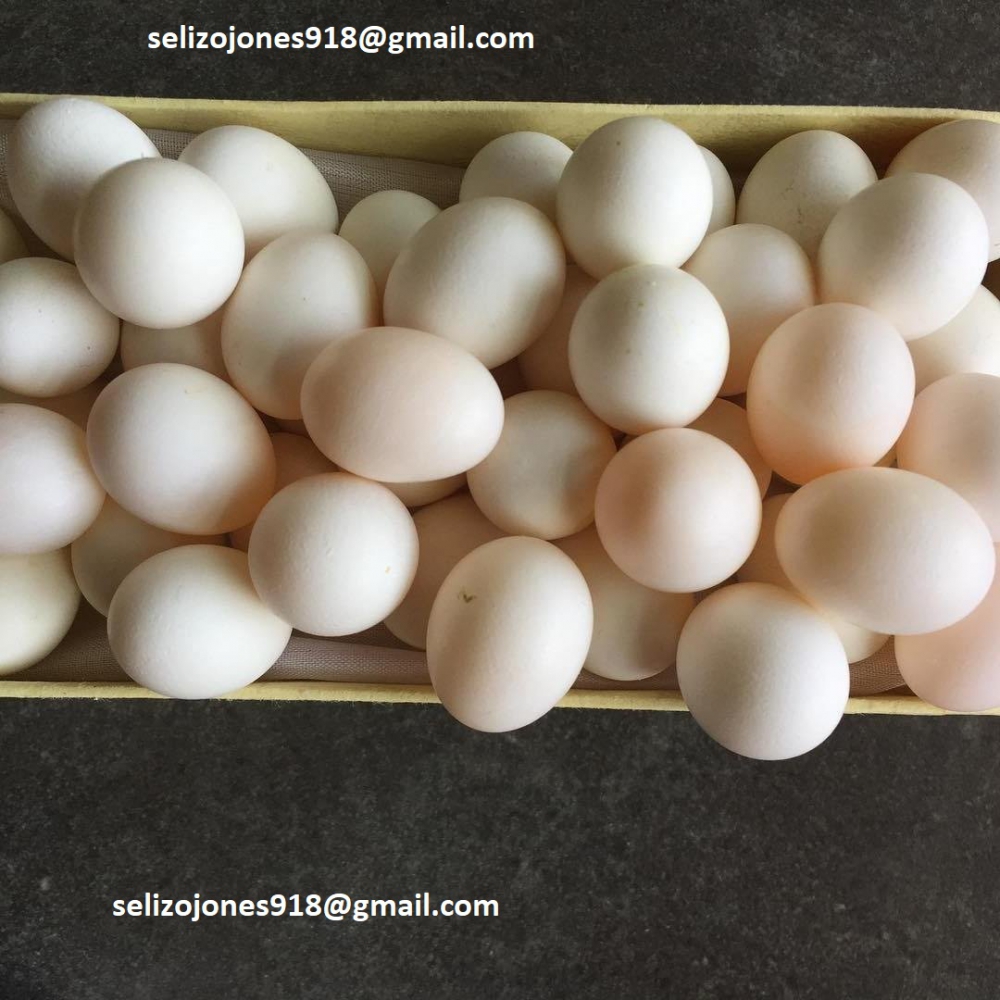 Foto Uova di pappagallo fertili di alta qualità in vendita 🐦🥚