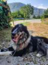 Foto Urgente affido cagnoline