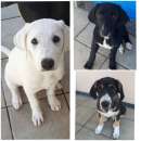 Foto Urgente regalo 3 cuccioli 1 femmina e 2 maschi