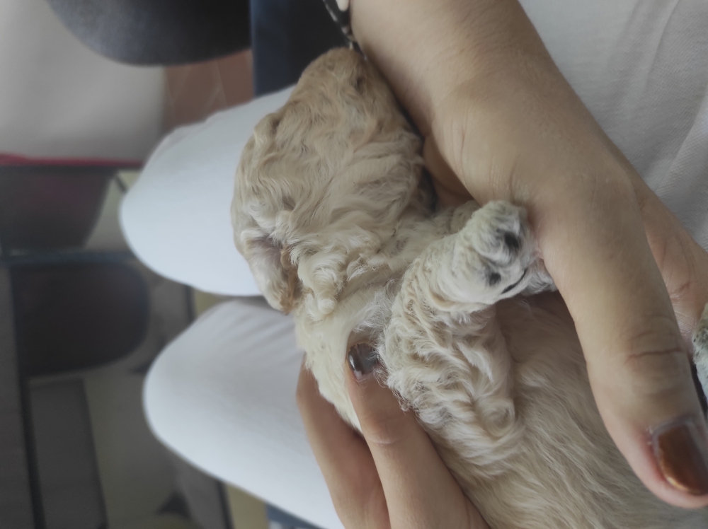 Foto Vendesi cuccioli Barboncino