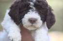 Foto Vendita cuccioli di Lagotto con pedigree