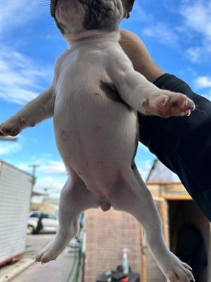 Foto Vendo bulldog francese cuccioli