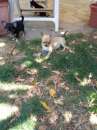 Foto Vendo chihuahua maschio con pedigree Enci
