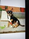 Foto Vendo chihuahua maschio con pedigree Enci