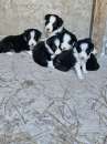 Foto Vendo cuccioli border collie