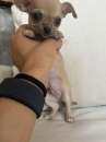 Foto Vendo cuccioli chihuaua