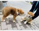 Foto Vendo cuccioli di Akita Inu con pedigree!