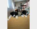 Foto Vendo cuccioli di border collie