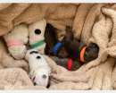 Foto Vendo cuccioli di bulldog francese