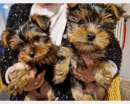 Foto Vendo cuccioli yorkshire terrier