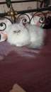 Foto Vendo gatto persiano chinchilla bianco