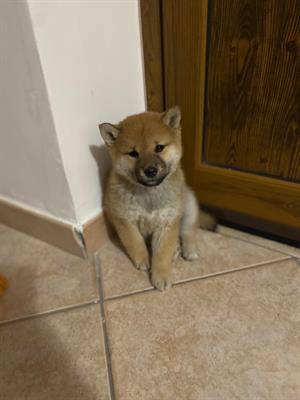 Foto Vendo Shiba inu 