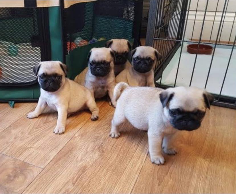 Foto Vendo splendidi cuccioli di carlino