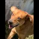 Foto VICTOR TIMIDO E TRANQUILLO, CAGNOLINO IN ADOZIONE Foto VICTOR TIMIDO E TRANQUILLO, CAGNOLINO IN ADOZIONE