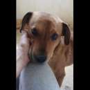 Foto VICTOR TIMIDO E TRANQUILLO, CAGNOLINO IN ADOZIONE