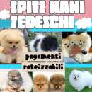 Foto VOLPINO SPITZ DI POMERANIA PAGAMENTO RATEIZZABILE