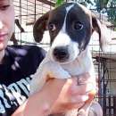 Foto WENDY CUCCIOLA IN ADOZIONE