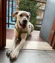 Foto WHISKY 11anni bravo!Non possono pi tenerlo URGENTE!